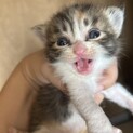 仔猫保護しました！生後１ヶ月未満。妊娠中の母猫も…