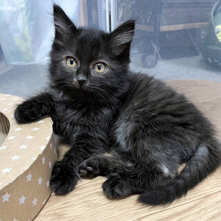 募集停止イケニャン男子★しゃけ