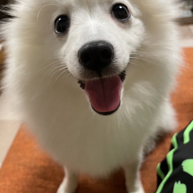 りりららまるのカバー写真