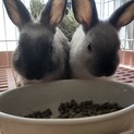 ミニウサギ　2匹