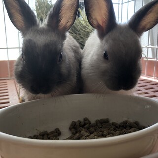 ミニウサギ　2匹