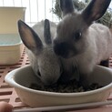 ミニウサギ　2匹