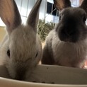 ミニウサギ　1ヶ月