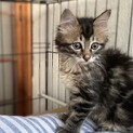 ふわふわ長毛の美猫【ジジくん】