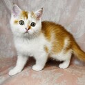 かわいい子猫♂