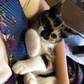 とてもチャーミングなミケ仔猫の杏！