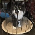 半長毛の個性派　サミ