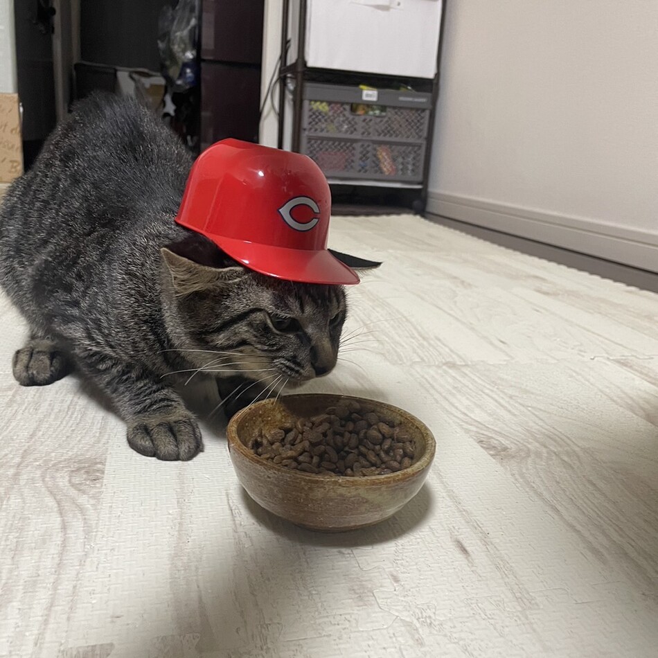 ジジのカバー写真