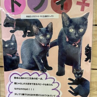 黒猫の仔猫の里親募集中です(* ᴗ͈ˬᴗ͈)