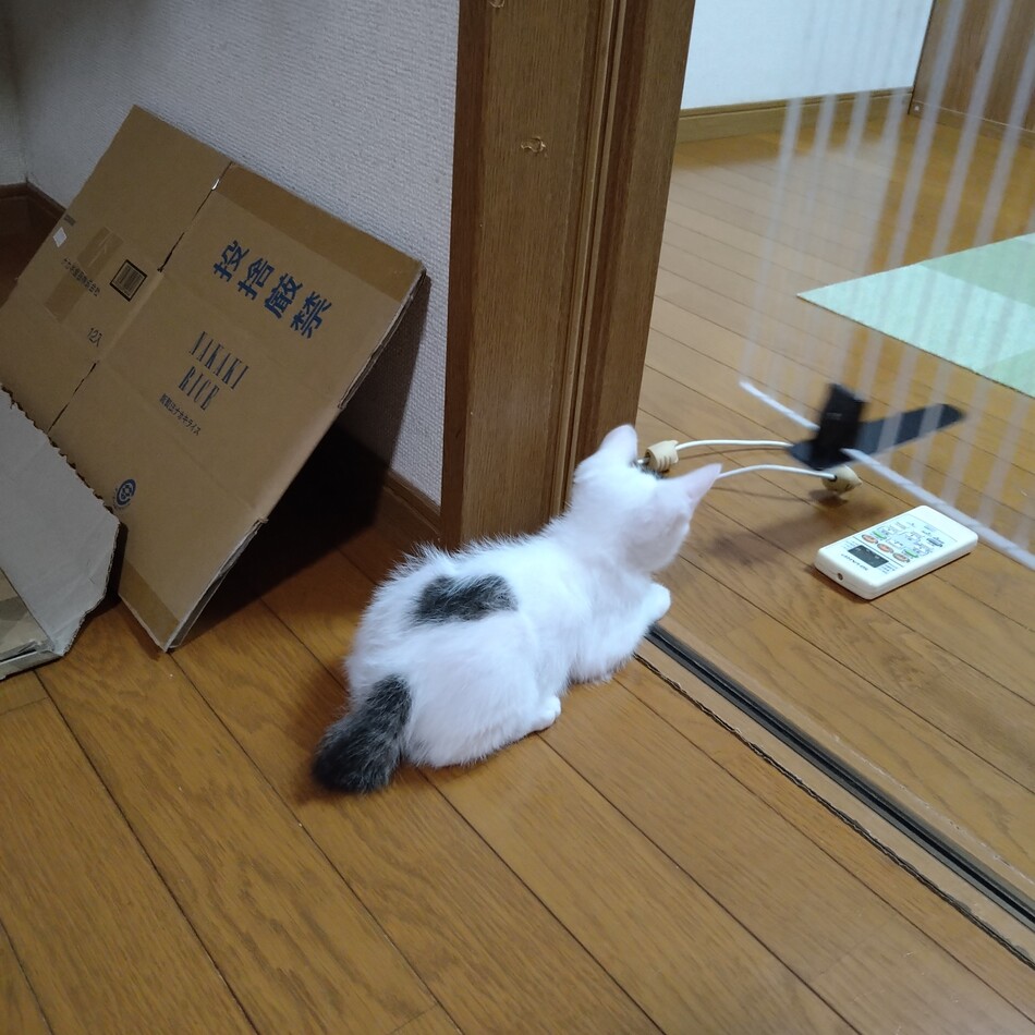 ムギのカバー写真