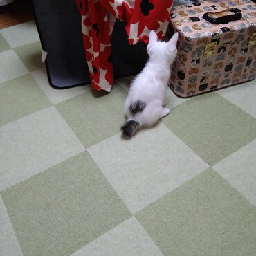 人懐こくてやんちゃ気味