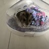 ジャンガリアン、パールホワイト里親募集 サムネイル2