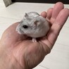 ジャンガリアン、パールホワイト里親募集 サムネイル3