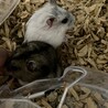 ジャンガリアン、パールホワイト里親募集 サムネイル4