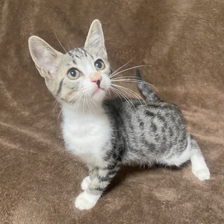 お鼻がチャームポイント！美形サバ白、甘えん坊のクー