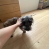 ケアーン・テリア メス 2歳元気いっぱい！！ サムネイル3
