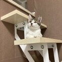 生後3ヶ月キジ白でタレ目男の子 ＊ワクチン・検査済