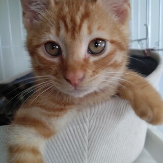 マイケル・わんぱくで甘えん坊な男の子