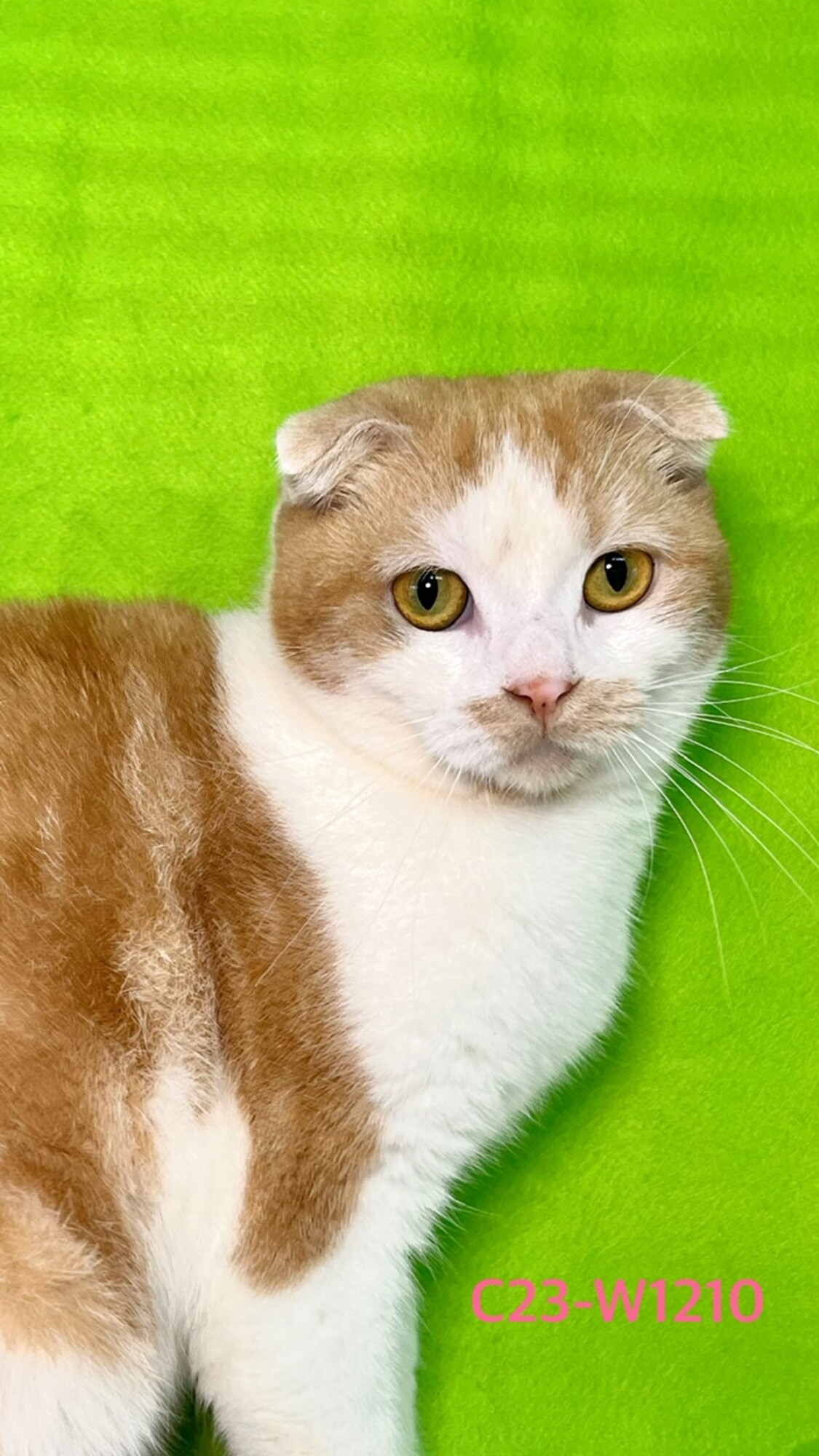 親ねこ3521 s-l640.jpg