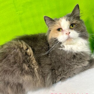 C22-W1146　愛らしいとても可愛い子です！