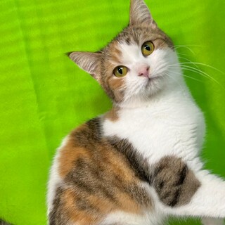 C23-W1192　小ぶりなスコちゃん♪