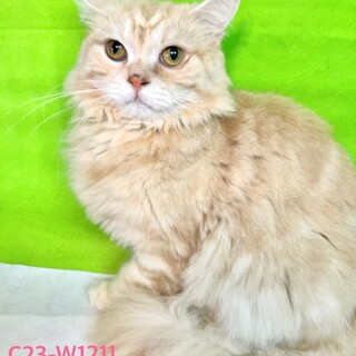 C23-W1211 大人しくて美しい長毛スコ♪