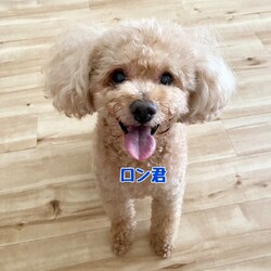 京都市内にて譲渡会