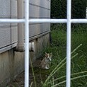 【緊急募集】白血病の親から産まれた子猫
