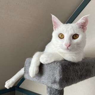 リンクスティップの飾り耳毛が美しい◎ハレちゃん