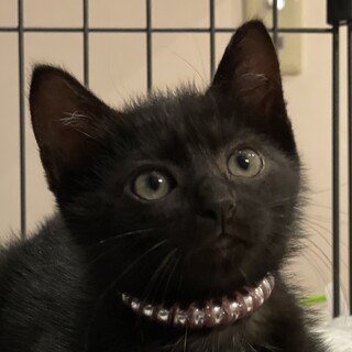 丸顔の可愛い黒猫兄妹の妹オレオちゃん