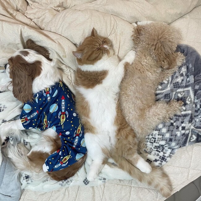 ゆいまりものカバー写真