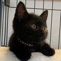 丸顔の可愛い黒猫兄妹の兄マル君