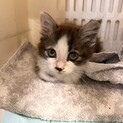 仲良し兄妹の里親様を探しています。