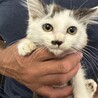 仲良し兄妹の里親様を探しています。 サムネイル2