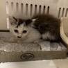 仲良し兄妹の里親様を探しています。 サムネイル3