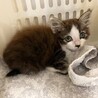仲良し兄妹の里親様を探しています。 サムネイル4