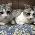 捨てられてた兄妹超甘えん坊❗️犬OK❗️