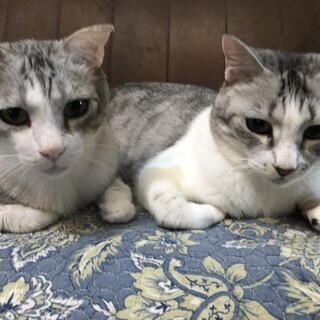 捨てられてた兄妹超甘えん坊❗️犬OK❗️