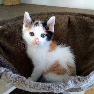 よく慣れた2ヶ月の「あめちゃん」