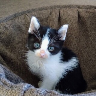 よく慣れた１ヶ月半の「しずくちゃん」