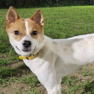 【募集】ルー♂の幸せを探しています！