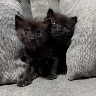 大豆と小豆、里親決定！