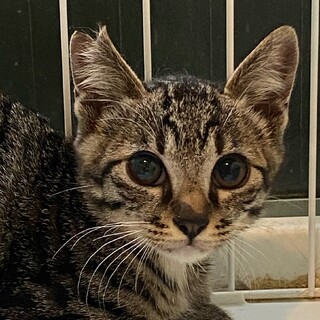 キジシロの男の子