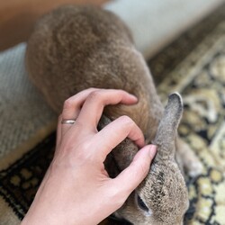 チロが大きくなりましあ