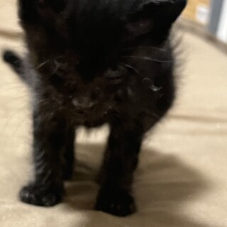 里親募集‼️家族にしてください。
