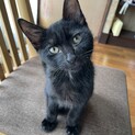 【山梨】4ヶ月の甘えん坊の黒猫ちゃん