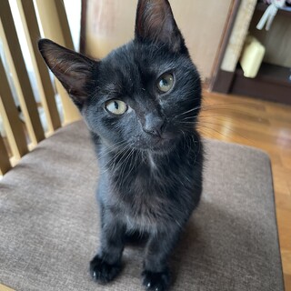 【山梨】4ヶ月の甘えん坊の黒猫ちゃん