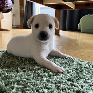 強く大きくなぁれ！かぶと君です