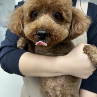 うめちゃん(６歳）　トイプードル♀