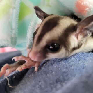 フクロモモンガノーマル再募集！